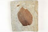 Fossil Leaf (Beringiaphyllum) - Montana #203370-1